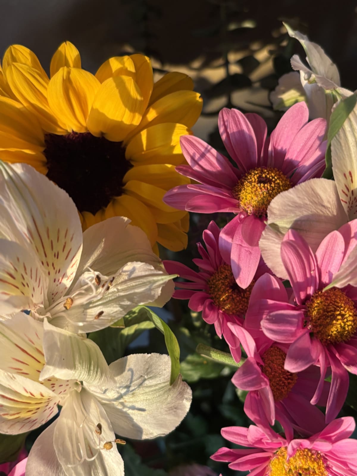 Finding beauty in everyday moments and the importance of slowing down to appreciate the world around us.