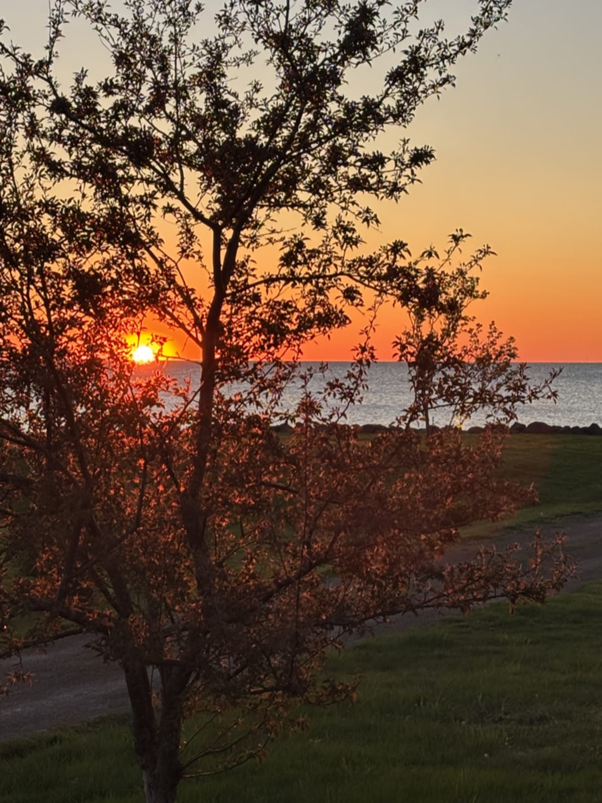 Sunrise through tree branches representing the beauty found in early morning moments