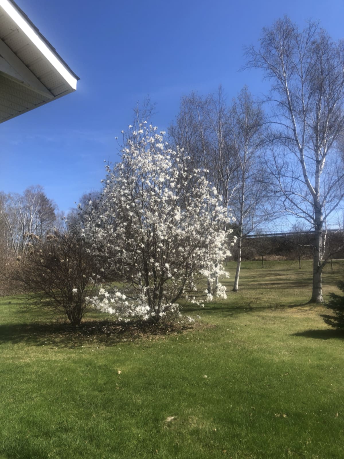 Colorful spring flowers in full bloom