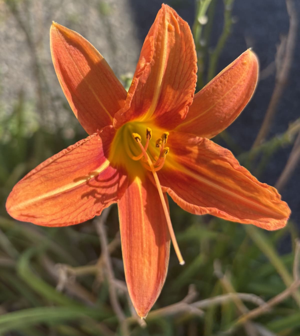 Vibrant orange flower capturing spring beauty