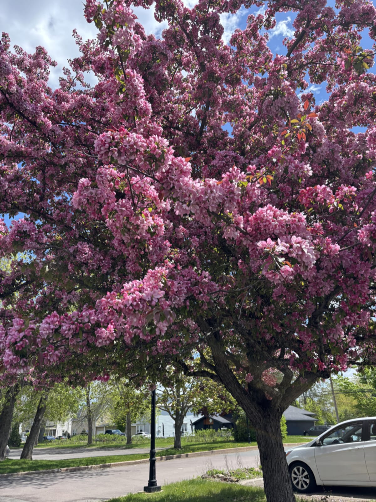 Purple flowering tree in spring bloom