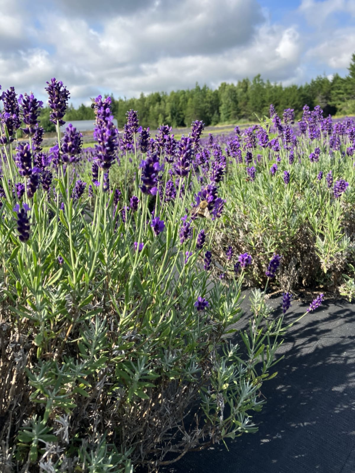 Purple flowers displaying spring colors