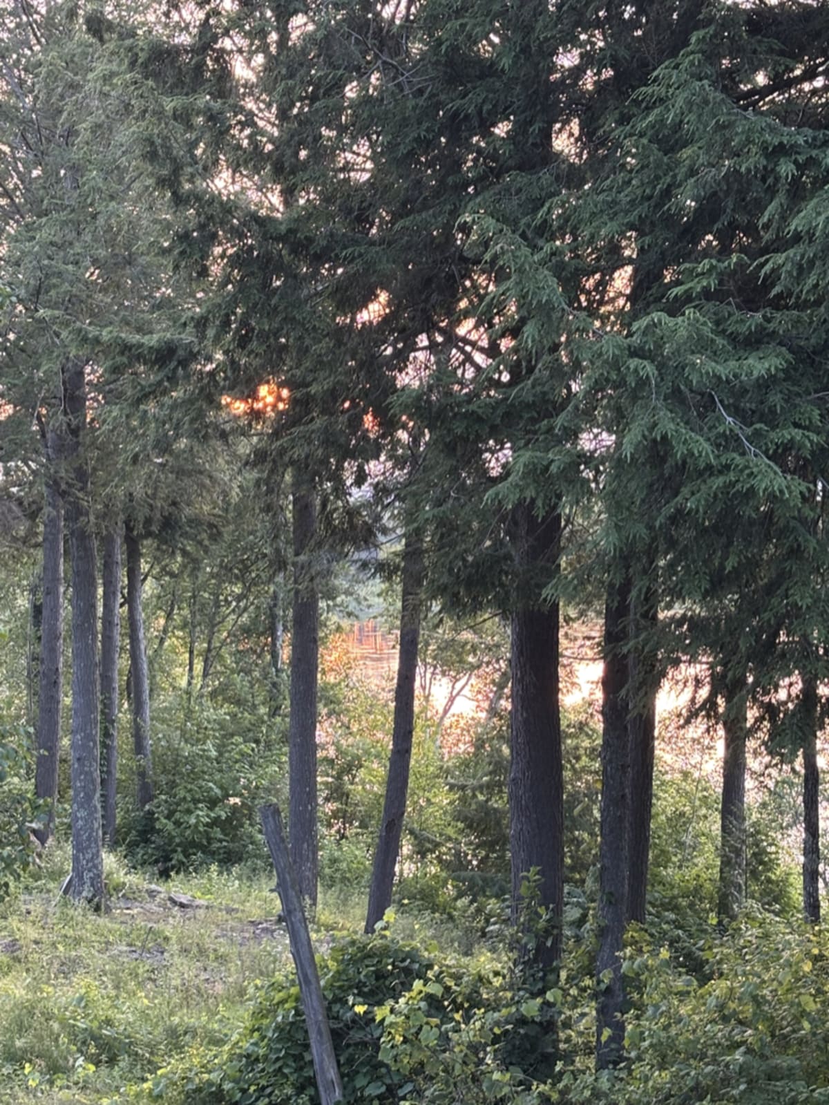 Peaceful river surrounded by forest in New Brunswick