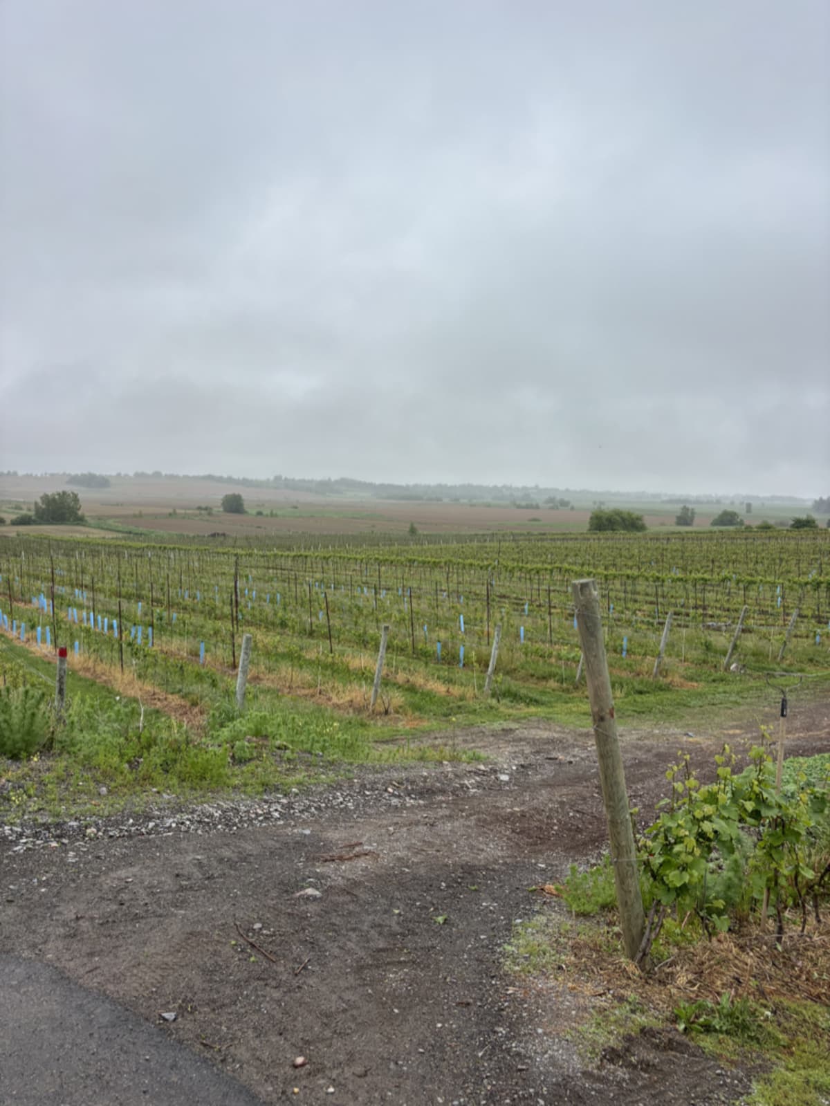 Rows of grape vines with blue tubing in Nova Scotia vineyard