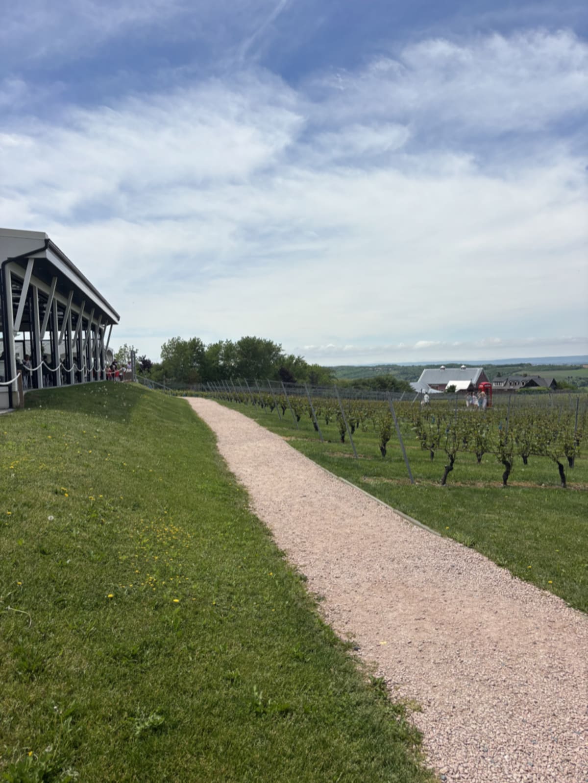 Lush green grape vines at Luckett Vineyards stretching to the horizon