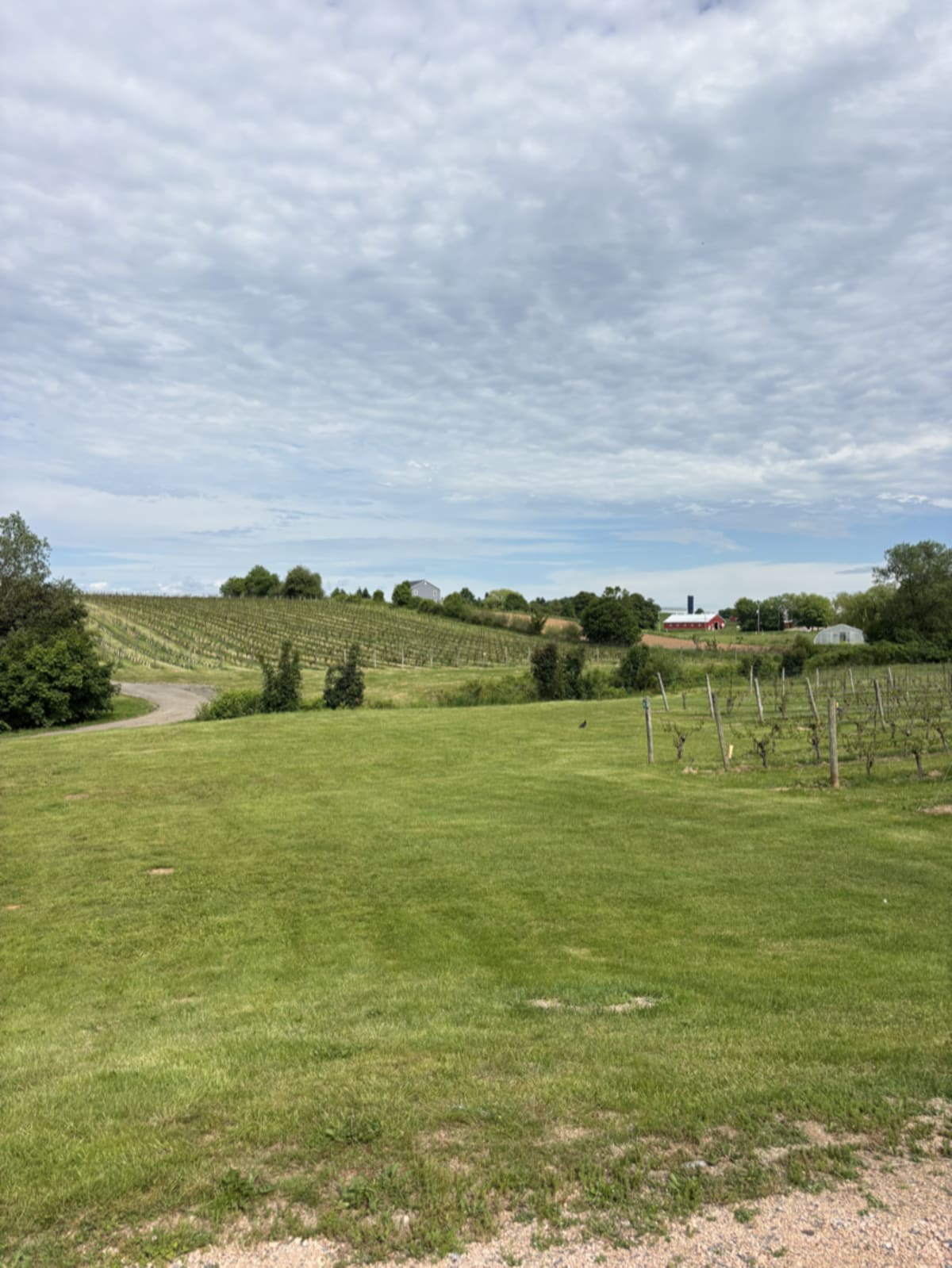 Expansive vineyard field with rows of grape vines under blue sky