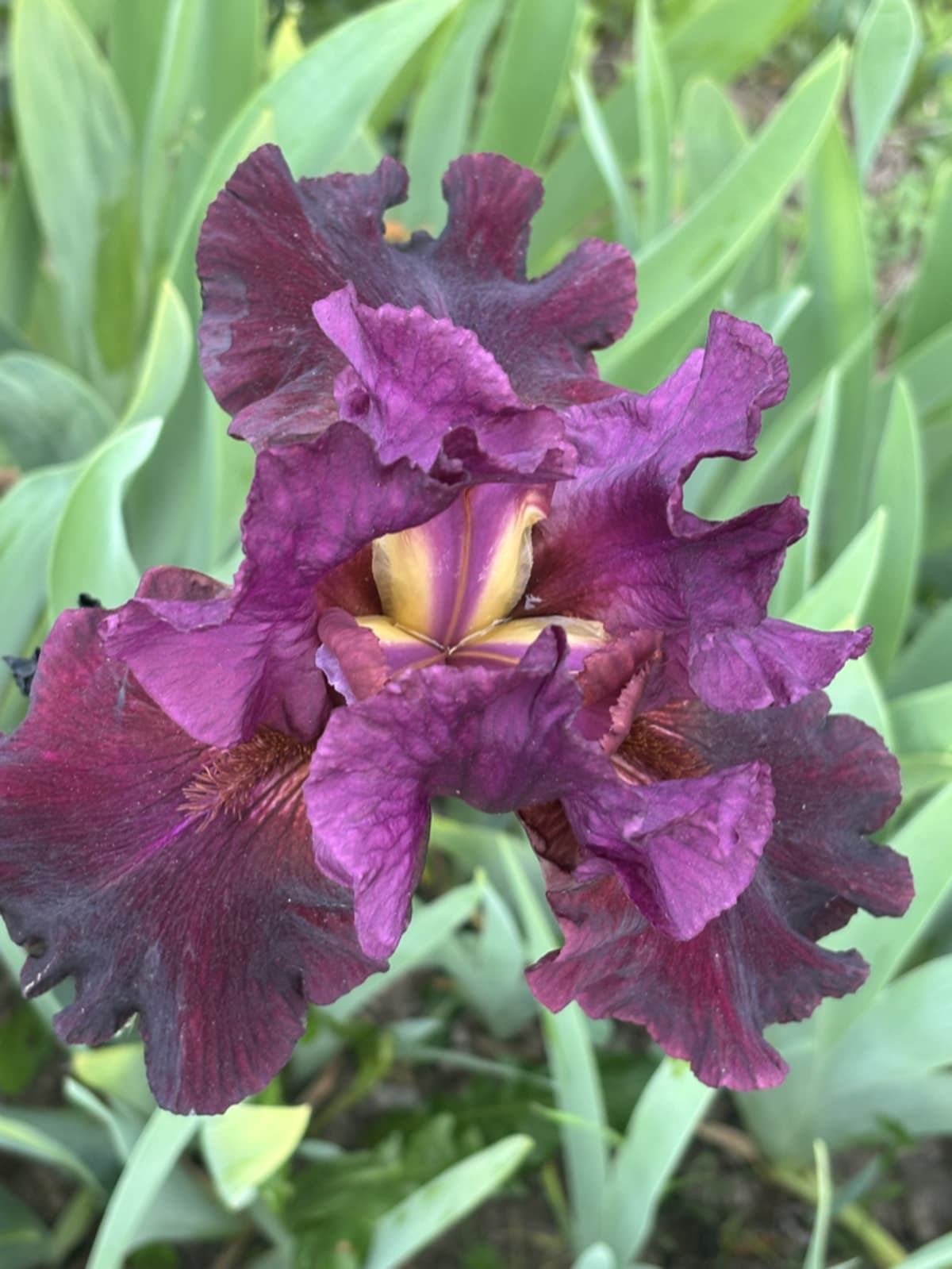 Beautiful purple flower blooming in spring garden representing seasonal allergies