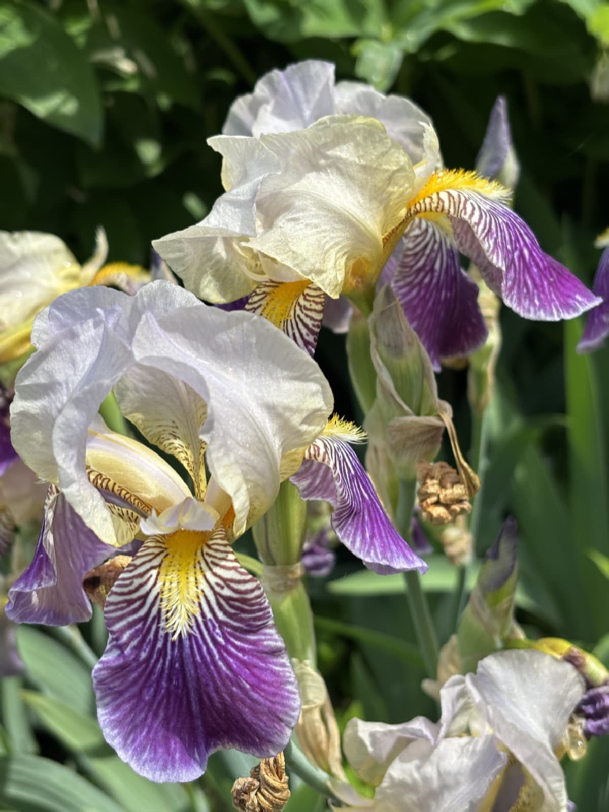 Colorful spring flowers in full bloom