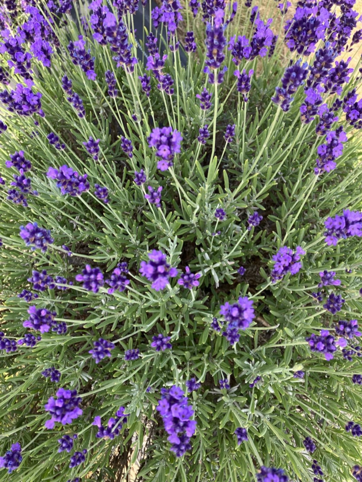 Beautiful summer flowers blooming in a garden representing the sense of sight