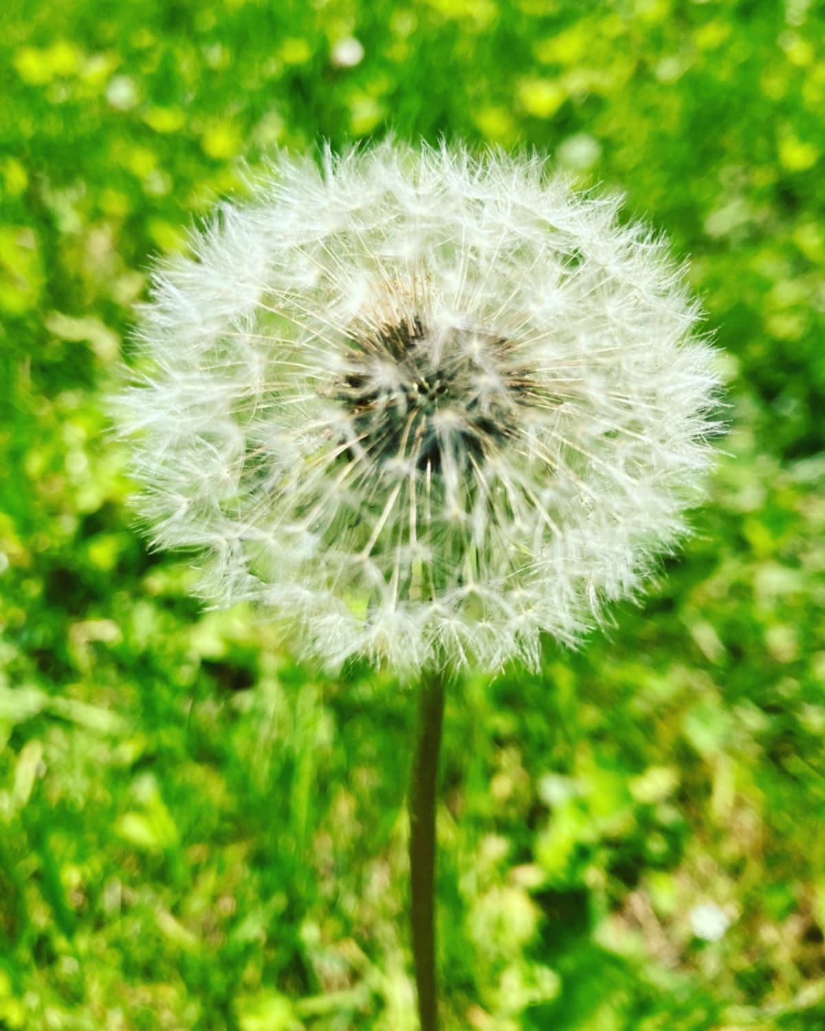 Dandelion puff ball ready to spread seeds