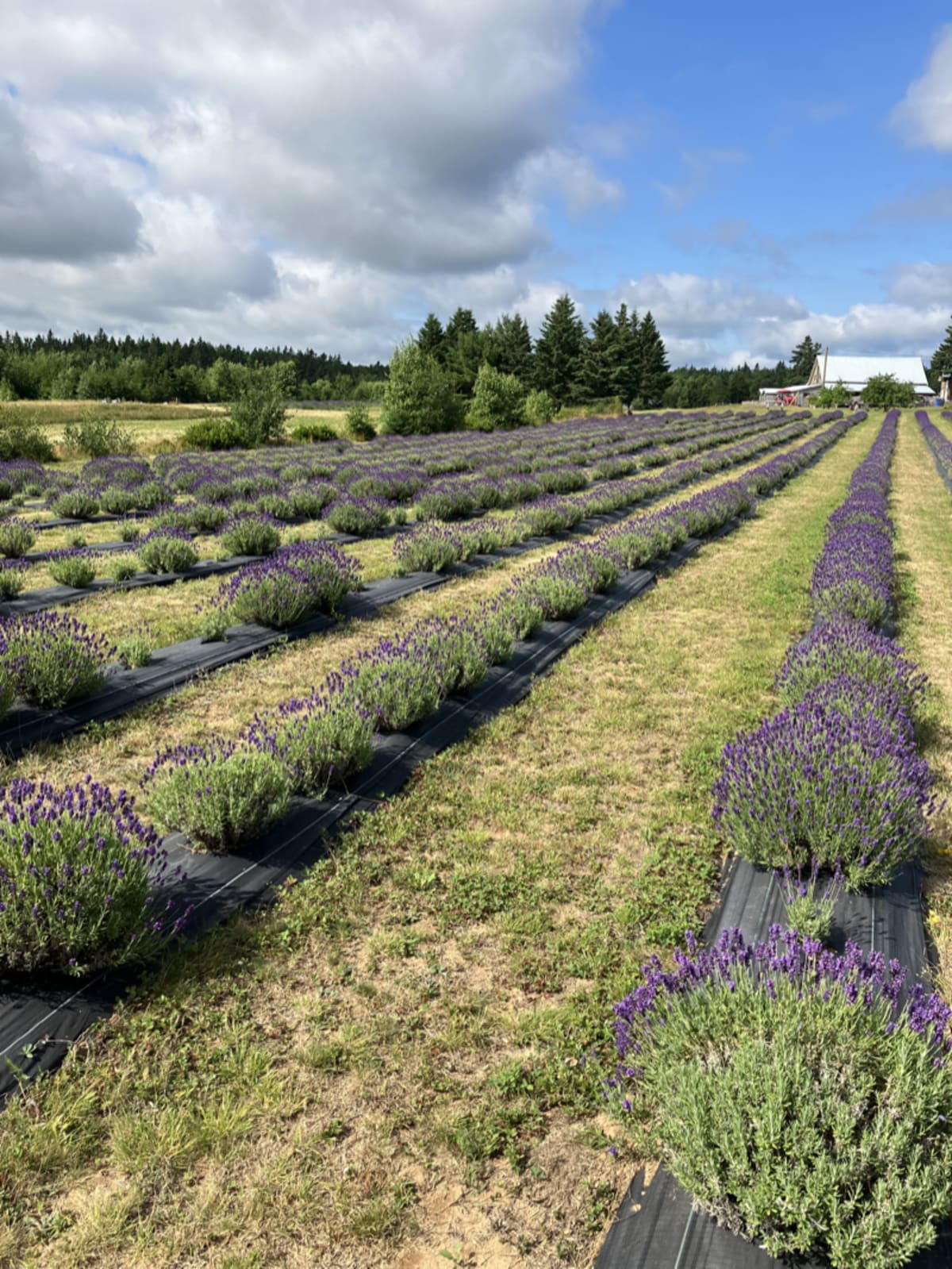 A serene field of lavender flowers swaying gently under soft sunlight, inviting a moment of calm