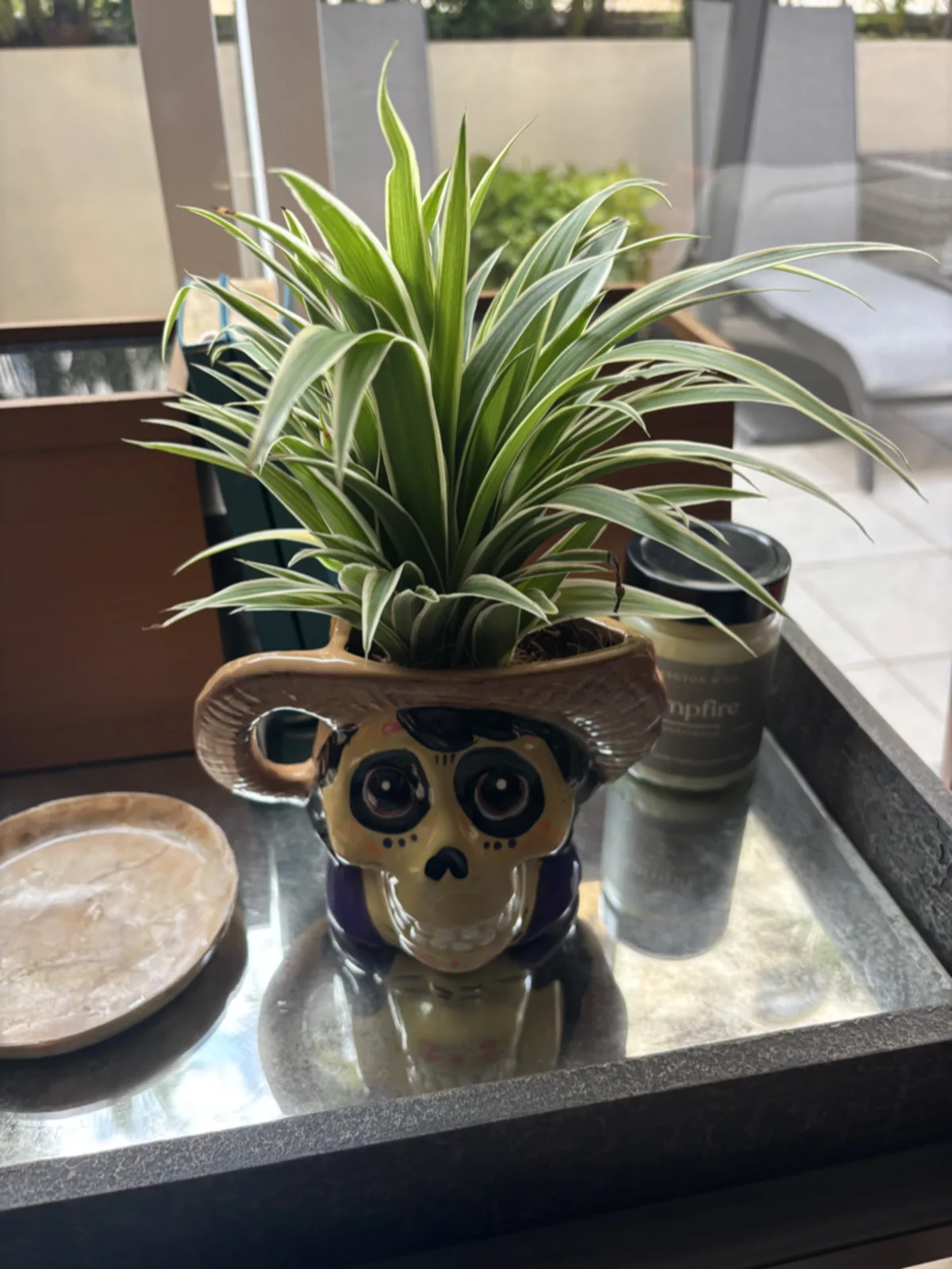 Oscar, the new plant gifted by friends Nancy and Barry in Puerto Vallarta